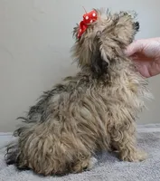 male sale 4 , a male Maltipoo for sale in Colcord, OK – Photo 7 of 10