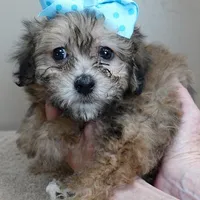 male sale 6 HALF PRICE, a male Maltipoo for sale in Colcord, OK – Photo 8 of 10