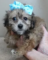 River, a male Maltipoo for sale in Colcord, OK – Photo 8 of 10