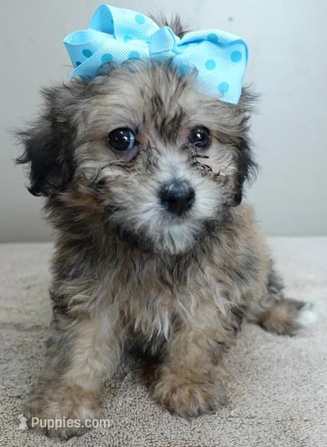 River rare sable, a male Maltipoo for sale in Colcord, OK – Photo 1 of 10