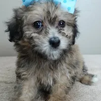 male sale 6 HALF PRICE, a male Maltipoo for sale in Colcord, OK – Photo 4 of 10