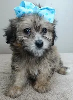 River, a male Maltipoo for sale in Colcord, OK – Photo 2 of 10