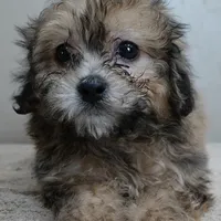 male sale 6 HALF PRICE, a male Maltipoo for sale in Colcord, OK – Photo 2 of 10