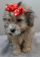 male sale 4 , a male Maltipoo for sale in Colcord, OK – Photo 2 of 10