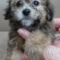 male sale 6 HALF PRICE, a male Maltipoo for sale in Colcord, OK – Photo 5 of 10