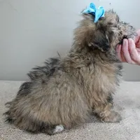 male sale 6 HALF PRICE, a male Maltipoo for sale in Colcord, OK – Photo 6 of 10