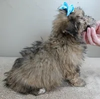 River, a male Maltipoo for sale in Colcord, OK – Photo 5 of 10