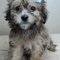 male sale 6 HALF PRICE, a male Maltipoo for sale in Colcord, OK – Photo 1 of 10