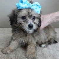 male sale 6 HALF PRICE, a male Maltipoo for sale in Colcord, OK – Photo 3 of 10