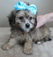 River, a male Maltipoo for sale in Colcord, OK – Photo 6 of 10