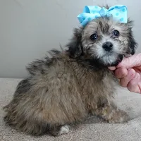 male sale 6 HALF PRICE, a male Maltipoo for sale in Colcord, OK – Photo 7 of 10