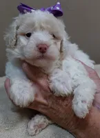 Lemon chiffon Effie LAST ONE, a female Poodle - Toy  for sale in Colcord, OK – 7 of 10