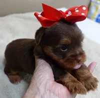 Samson, a male Yorkshire Terrier for sale in Colcord, OK – 8 of 10
