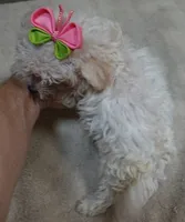 Teacup Maddie 1.3 lbs, a female Maltipoo for sale in Colcord, OK – 6 of 10