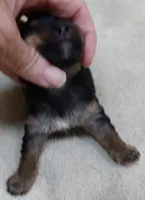 Moose, a male Yorkshire Terrier for sale in Colcord, OK – 2 of 9