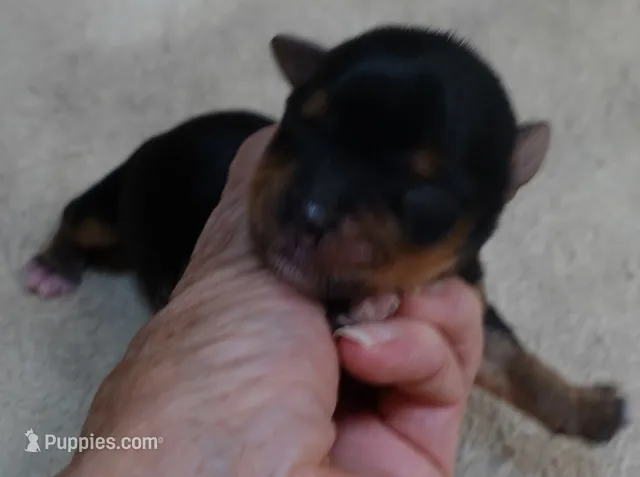 Peyton – Yorkshire Terrier puppy for sale in Colcord, OK
