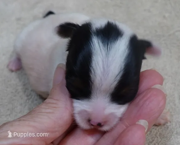 Kiva – Yorkshire Terrier puppy for sale in Colcord, OK