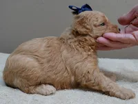 Loki dark red, a male Poodle - Toy  for sale in Colcord, OK – 6 of 10