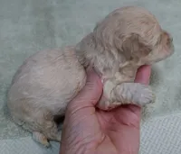 Biscuit, a male Maltipoo for sale in Colcord, OK – 3 of 10