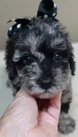Mirlo blue merle, a male Poodle - Toy  for sale in Colcord, OK – 3 of 10