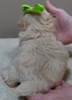 Teddy apricot, a male Poodle - Toy  for sale in Colcord, OK – 9 of 10