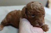 Zara red 1 lb 6 ozs, a female Poodle - Toy  for sale in Colcord, OK – 6 of 10