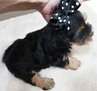 Peyton, a male Yorkshire Terrier for sale in Colcord, OK – 4 of 10