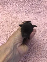 Molly 4 1/2 ounces , a female Yorkshire Terrier for sale in Colcord, OK – 9 of 9