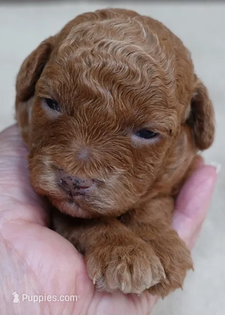 Zara red 1 lb 6 ozs – Poodle - Toy  puppy for sale in Colcord, OK