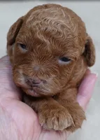 Zara red 1 lb 6 ozs, a female Poodle - Toy  for sale in Colcord, OK – 1 of 10