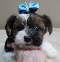 Eli parti, a male Yorkshire Terrier for sale in Colcord, OK – 3 of 10