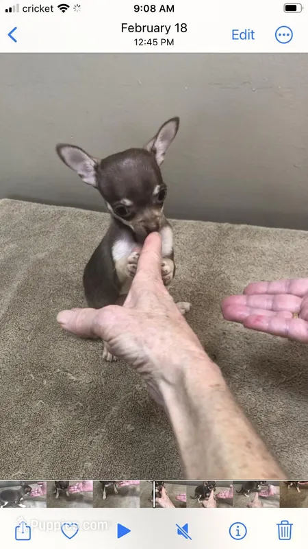 Princess, a female Chihuahua for sale in Colcord, OK – Photo 1 of 7