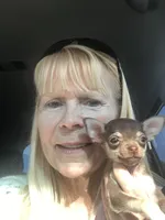 Princess, a female Chihuahua for sale in Colcord, OK – Photo 7 of 7