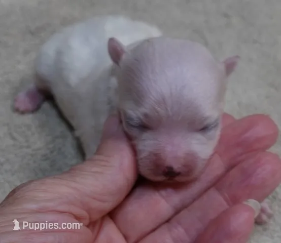 Kenobi – Maltese puppy for sale in Colcord, OK