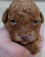 Zara red 1 lb 6 ozs, a female Poodle - Toy  for sale in Colcord, OK – 5 of 10