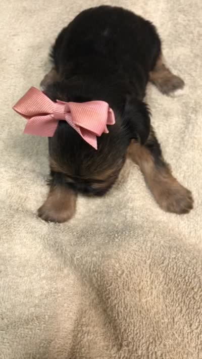 Teacup Bailey 12 ounces, a female Yorkshire Terrier for sale in Colcord, OK – 10 of 10