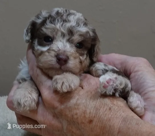 chocolate merle APRI  – Poodle - Toy  puppy for sale in Colcord, OK
