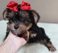 Moose, a male Yorkshire Terrier for sale in Colcord, OK – 8 of 10
