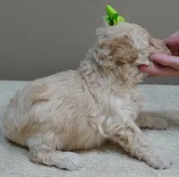 Teddy apricot, a male Poodle - Toy  for sale in Colcord, OK – 6 of 10