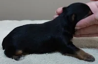 Ziggy 11 1/4 ounces, a male Yorkshire Terrier for sale in Colcord, OK – 4 of 4
