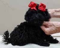 TEACUP Niko 1 lb 11 ozs, a male Maltipoo for sale in Colcord, OK – 6 of 10