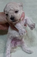 Aggie 10 ounces , a female Maltipoo for sale in Colcord, OK – 7 of 10