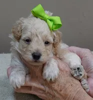 Teddy apricot, a male Poodle - Toy  for sale in Colcord, OK – 3 of 10