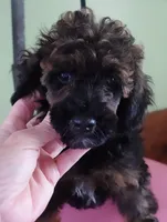 Lola, a female Poodle - Miniature  for sale in Colcord, OK – 5 of 10