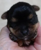 Moose, a male Yorkshire Terrier for sale in Colcord, OK – 6 of 9