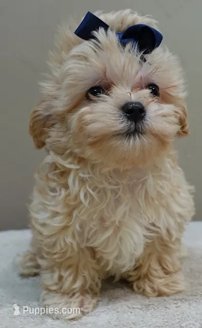 Harlan TEACUP 18 ounces – Maltipoo puppy for sale in Colcord, OK