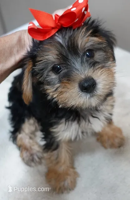 Ziggy steal of a deal – Yorkshire Terrier puppy for sale in Colcord, OK