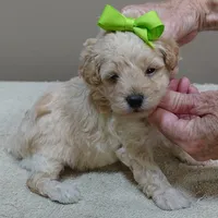 Teddy apricot, a male Poodle - Toy  for sale in Colcord, OK – 7 of 10