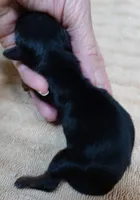 Molly 4 1/2 ounces , a female Yorkshire Terrier for sale in Colcord, OK – 5 of 9