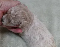 Clover 13 ounces, a female Maltipoo for sale in Colcord, OK – 9 of 10
